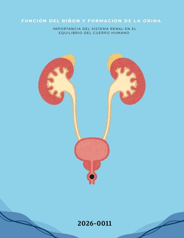 función del riñon y formacion de la orina, 2026-0011